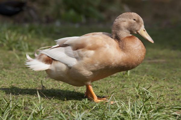 Buff Duck For Sale