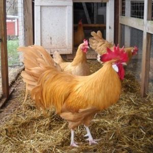 Buy Buff Minorcas Chickens For Sale