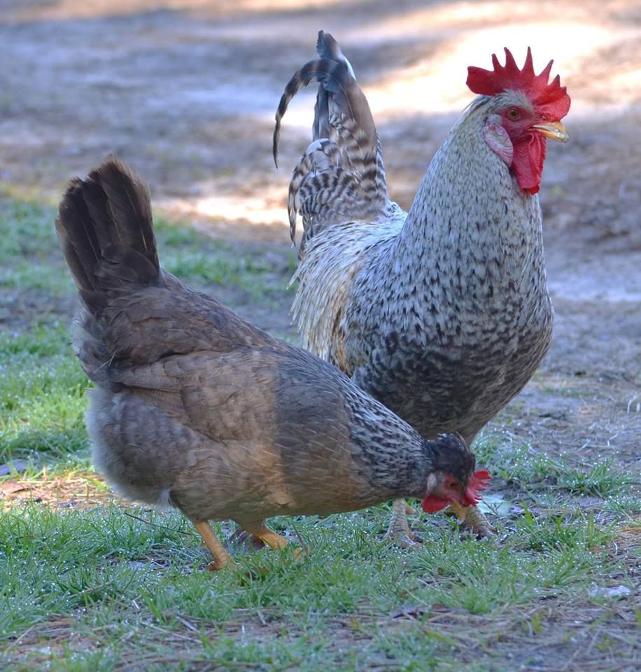 Buy Cream Crested Legbar For Sale - GLOBAL CRYSTAL POULTRY