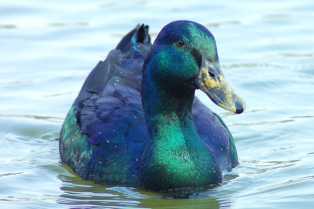 Buy Cayuga Duck For Sale - GLOBAL CRYSTAL POULTRY