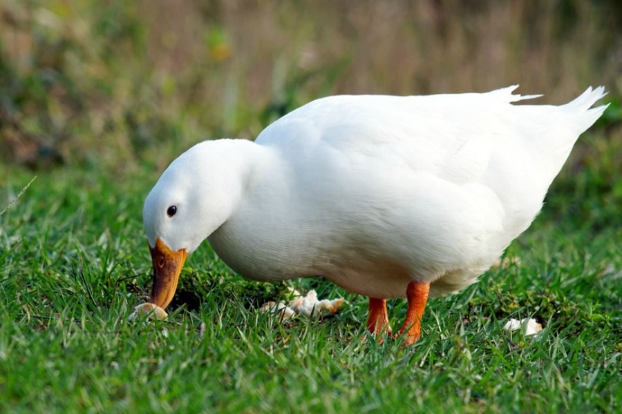 Buy Jumbo Pekin Duck For Sale - GLOBAL CRYSTAL POULTRY