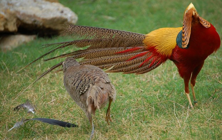 Buy Red Golden Pheasants For Sale - GLOBAL CRYSTAL POULTRY