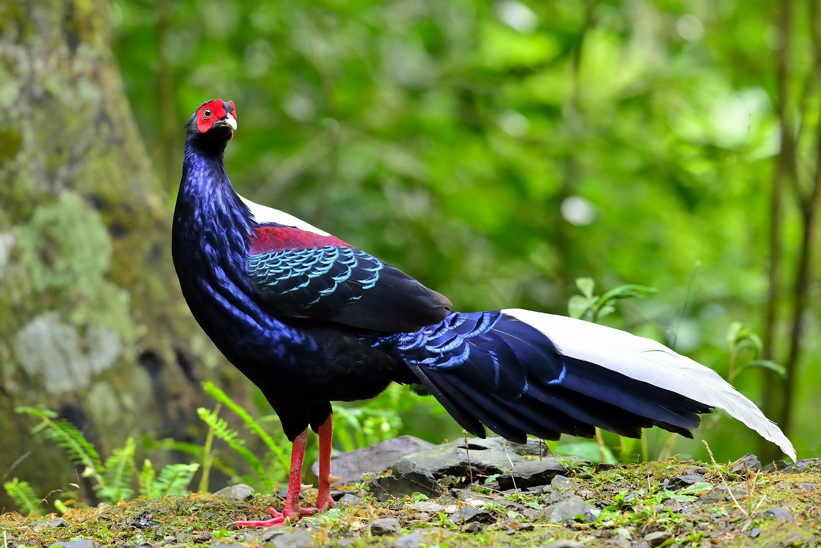 Buy Swinhoe Pheasant For Sale - GLOBAL CRYSTAL POULTRY