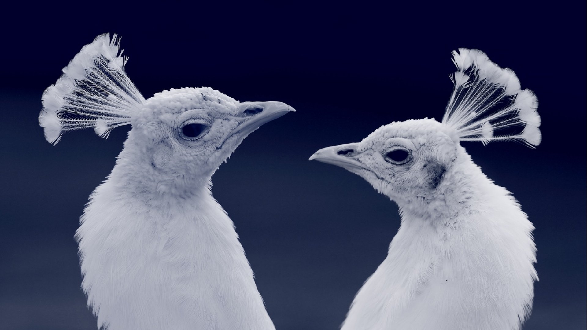 Buy White Peafowl For Sale - GLOBAL CRYSTAL POULTRY Trusted Supplier