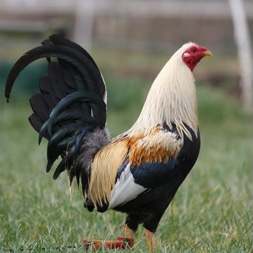 GOLD DUCKWING STANDARD OLD ENGLISH CHICKS, NOT SEXED - GLOBAL CRYSTAL ...