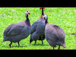 GUINEA FOWL FOR SALE